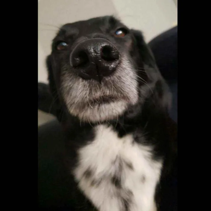 Cachorro ra a Srd idade 6 ou mais anos nome Mandyu