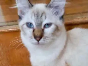 Gato raça Srd idade 2 a 6 meses nome Misha bb3meses 