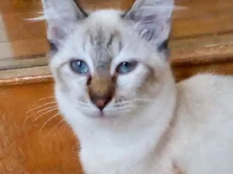 Gato raça Srd idade 2 a 6 meses nome Misha bb3meses 