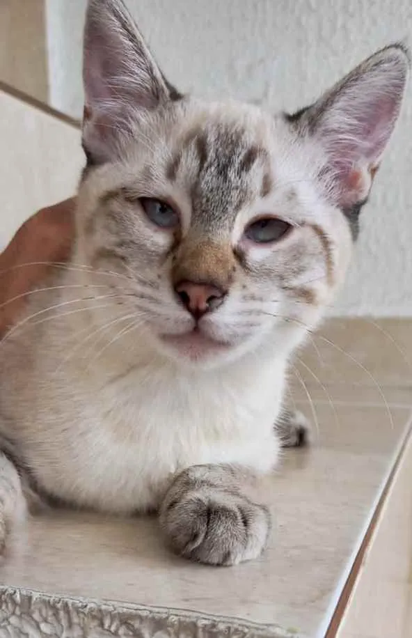 Gato raça Srd lindo  idade 2 a 6 meses nome Pipoca bb3meses 