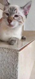 Gato raça Srd lindo  idade 2 a 6 meses nome Pipoca bb3meses 