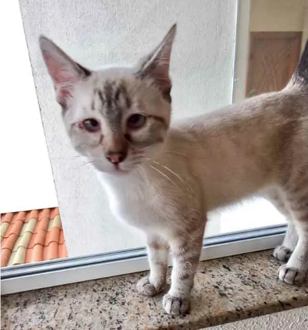 Gato raça Srd lindo  idade 2 a 6 meses nome Pipoca bb3meses 