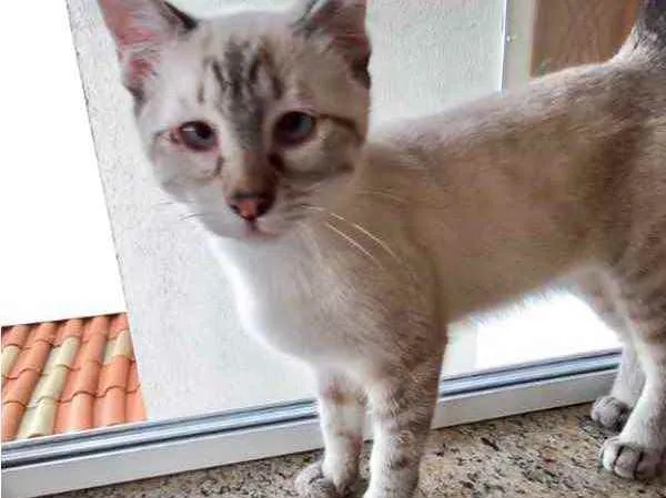 Gato raça Srd lindo  idade 2 a 6 meses nome Pipoca bb3meses 