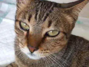 Gato raça Srd  idade 7 a 11 meses nome Stela bb11meses 