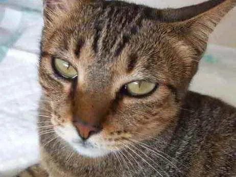 Gato raça Srd  idade 7 a 11 meses nome Stela bb11meses 