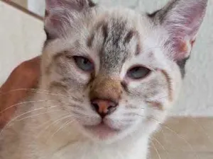 Gato raça Srd lindo  idade 2 a 6 meses nome Pipoca bb3meses 