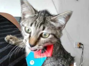 Gato raça Srd idade 2 a 6 meses nome Tutti bb3meses 