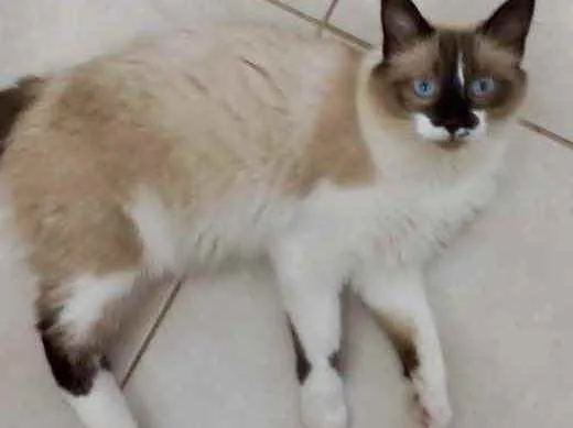 Gato raça Srd idade 7 a 11 meses nome Kitty Linda 