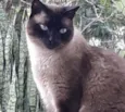 Gato raça Siamês  idade 1 ano nome Nick siamês lindo 