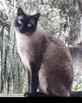 Gato raça Siamês  idade 1 ano nome Nick siamês lindo 