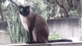 Gato raça Siamês  idade 1 ano nome Nick siamês lindo 