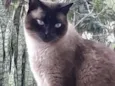 Gato raça Siamês  idade 1 ano nome Nick siamês lindo 