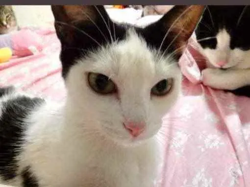 Gato raça Srd idade 1 ano nome Cherry Linda 