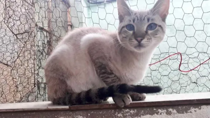 Gato raça Srd idade 7 a 11 meses nome Biscoito bb8meses 