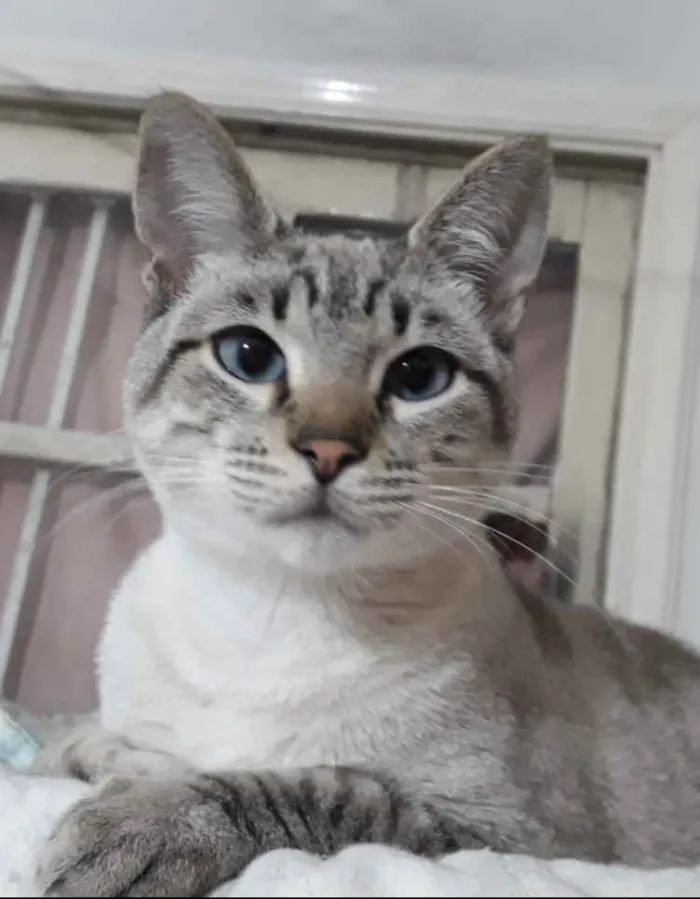 Gato raça Srd idade 7 a 11 meses nome Biscoito bb8meses 