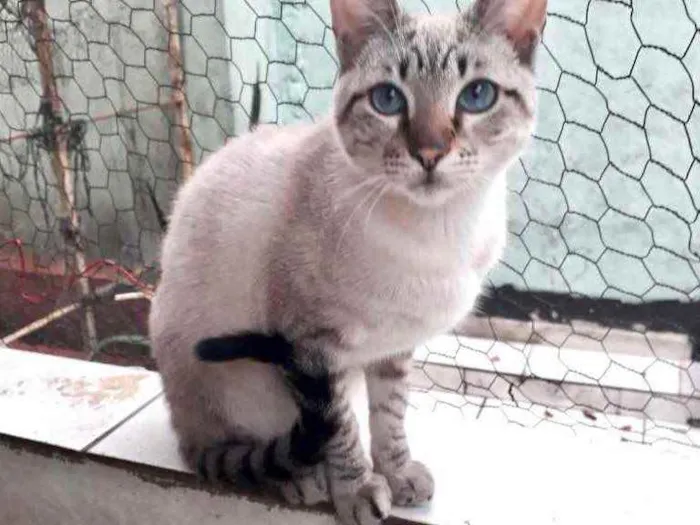 Gato raça Srd idade 7 a 11 meses nome Biscoito bb8meses 