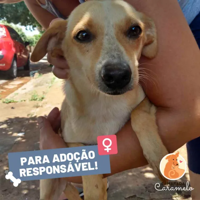Cachorro ra a SRD idade 1 ano nome Loirinha