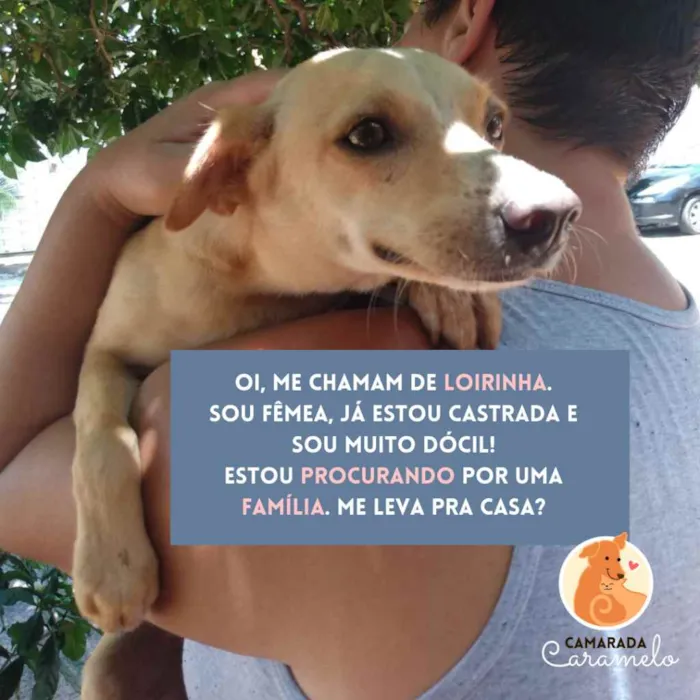 Cachorro ra a SRD idade 1 ano nome Loirinha