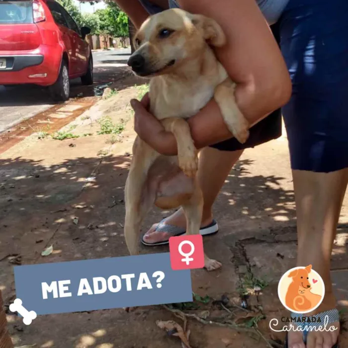 Cachorro ra a SRD idade 1 ano nome Loirinha