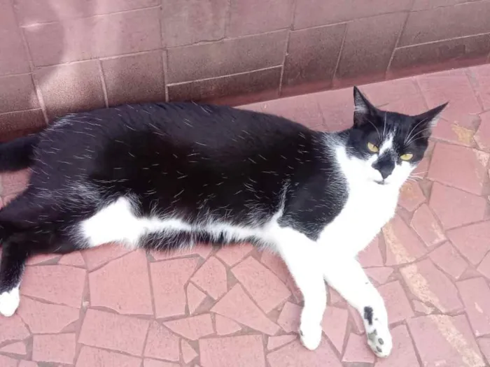 Gato raça Srd frajolinha  idade 1 ano nome Linguiça linda 