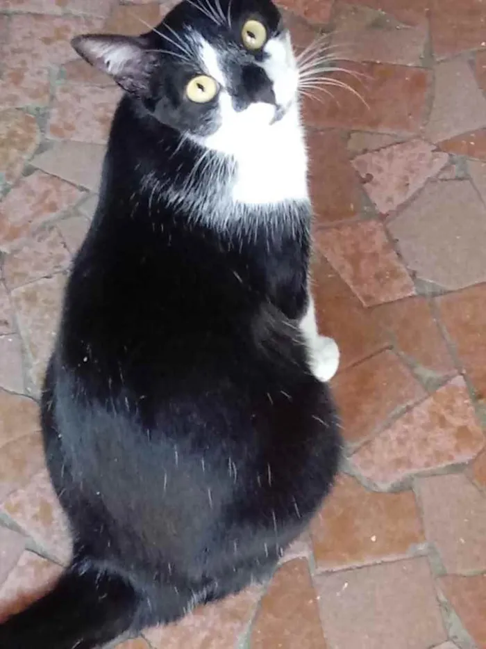 Gato raça Srd frajolinha  idade 1 ano nome Linguiça linda 