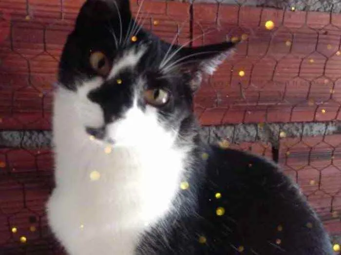 Gato raça Srd frajolinha  idade 1 ano nome Linguiça linda 