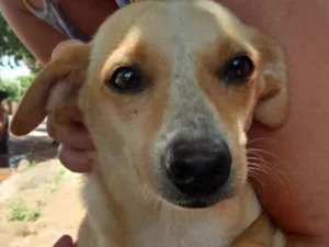 Cachorro raça SRD idade 1 ano nome Loirinha
