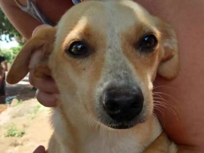 Cachorro ra a SRD idade 1 ano nome Loirinha