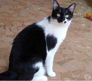 Gato raça Srd frajolinha  idade 1 ano nome Sarah Linda 