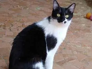 Gato raça Srd frajolinha  idade 1 ano nome Sarah Linda 