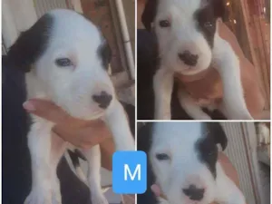 Cachorro raça Pitbull com vira lata  idade Abaixo de 2 meses nome Sem nomes 