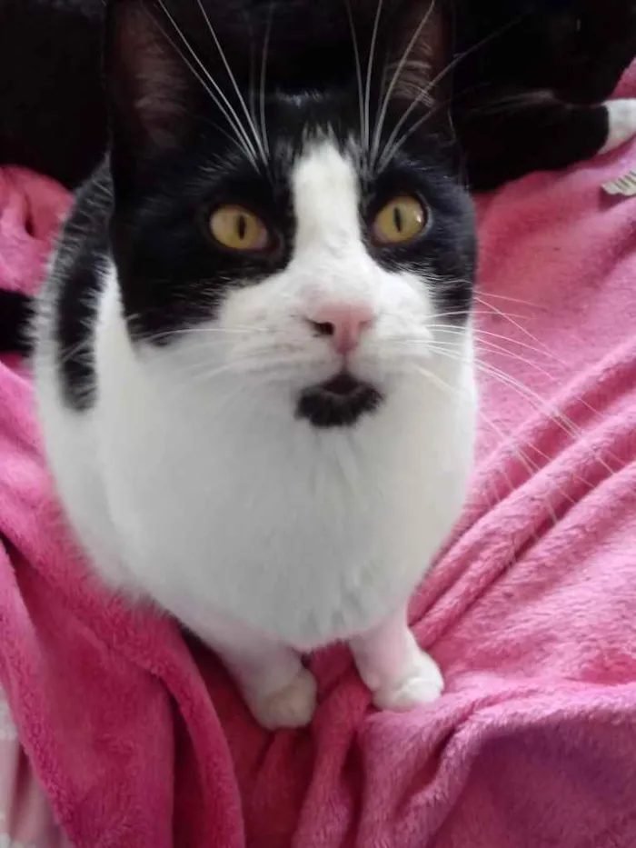 Gato raça Srd frajolinha  idade 1 ano nome Pitoco superFOFO