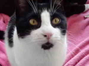 Gato raça Srd frajolinha  idade 1 ano nome Pitoco superFOFO