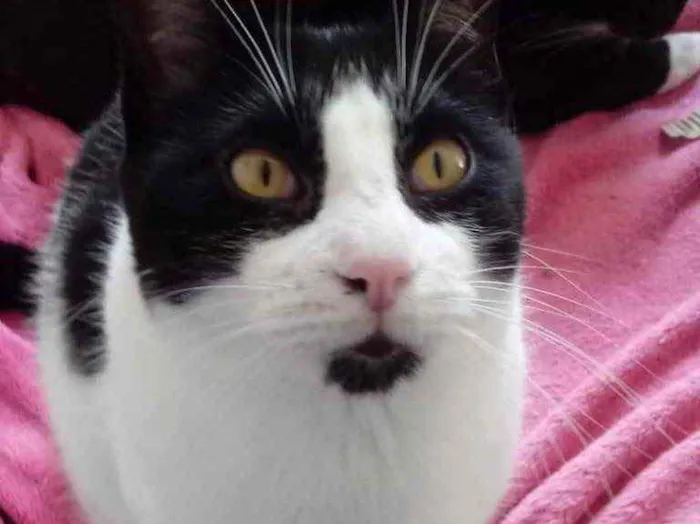 Gato raça Srd frajolinha  idade 1 ano nome Pitoco superFOFO