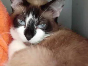 Gato raça Srd idade 1 ano nome Branca linda 