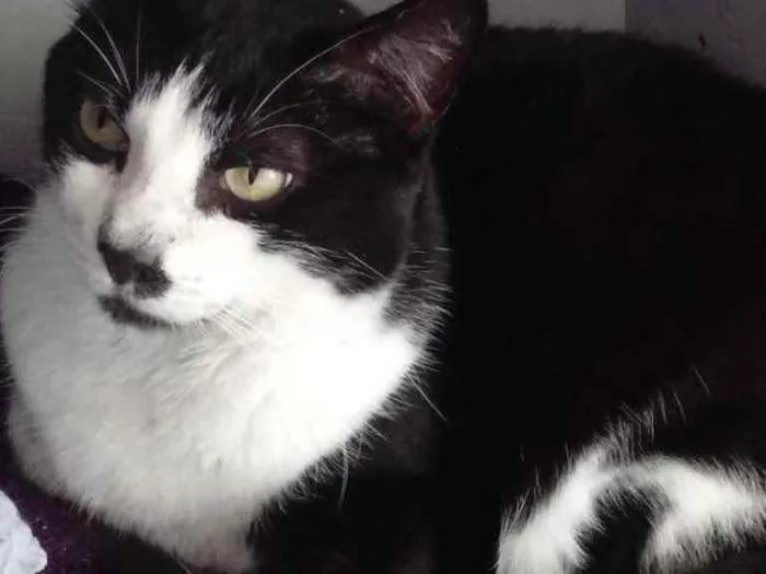 Gato raça Srd frajolinha  idade 3 anos nome Diego gorduchinho 