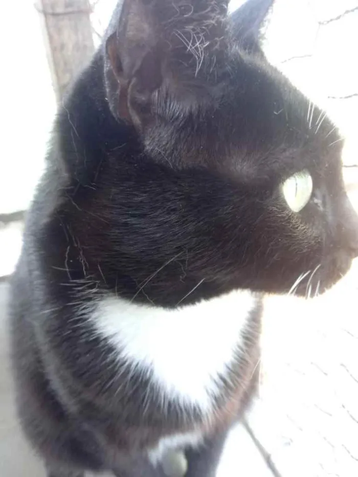 Gato raça Srd frajolinha  idade 1 ano nome Gigi belíssima 