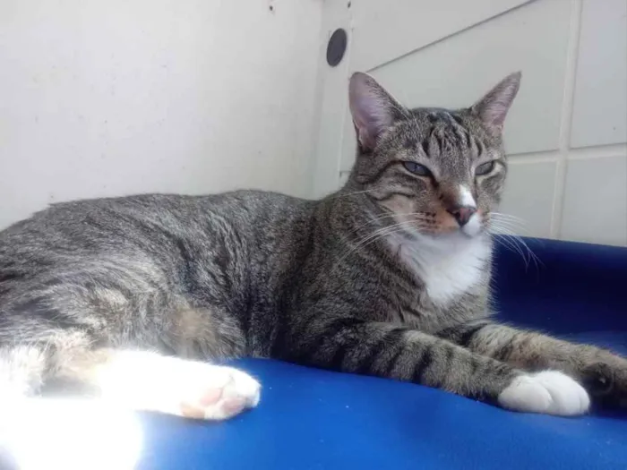 Gato raça Srd  idade 1 ano nome Tigue lindo