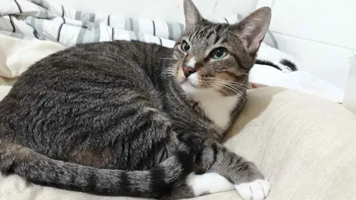 Gato raça Srd  idade 1 ano nome Tigue lindo