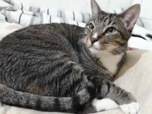 Gato raça Srd  idade 1 ano nome Tigue lindo
