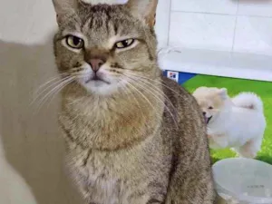 Gato raça Srd  idade 1 ano nome Ruivo lindo gatinho 