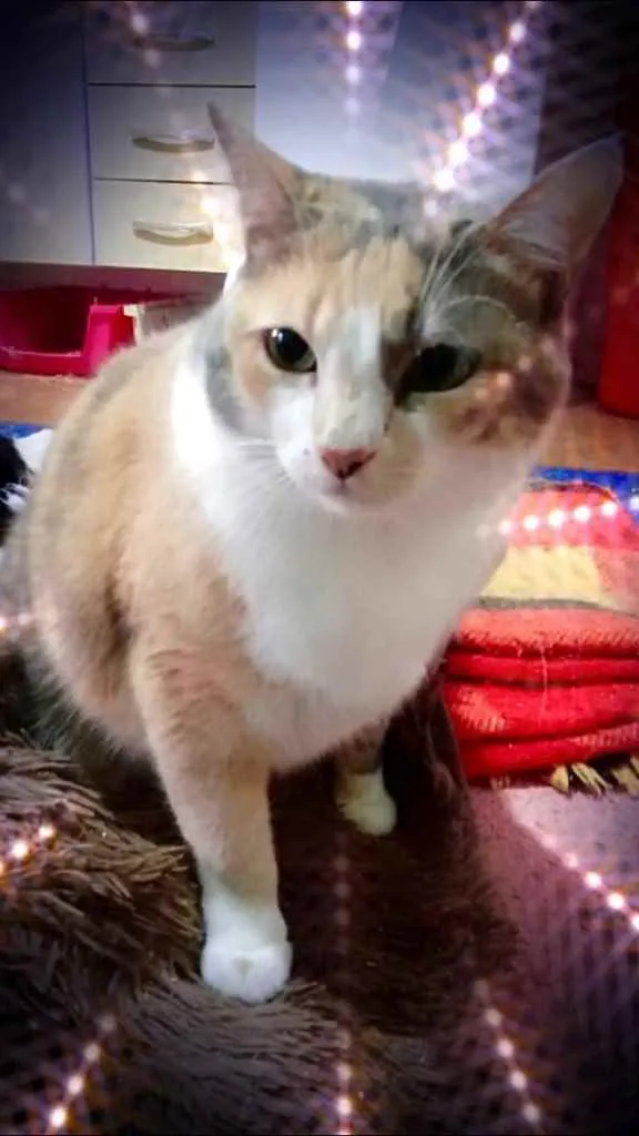 Gato raça Srd  idade 1 ano nome Fumaça tricolor fofa