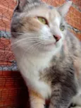 Gato raça Srd  idade 1 ano nome Fumaça tricolor fofa