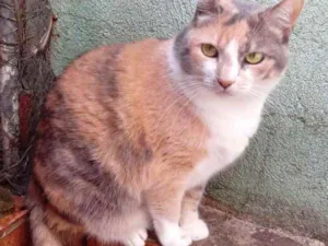 Gato raça Srd  idade 1 ano nome Fumaça tricolor fofa