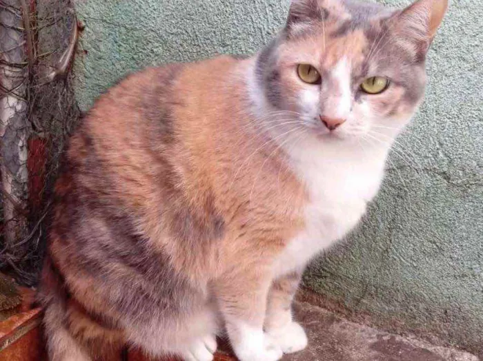 Gato raça Srd  idade 1 ano nome Fumaça tricolor fofa