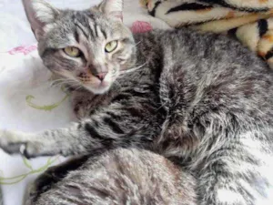 Gato raça Srd idade 1 ano nome Raja linda gatinha 