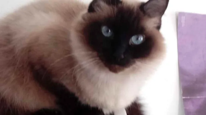 Gato raça Srd idade 1 ano nome Gatinha 