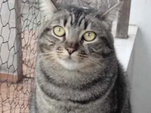 Gato raça Srd  idade 1 ano nome Tom gorduchinho 