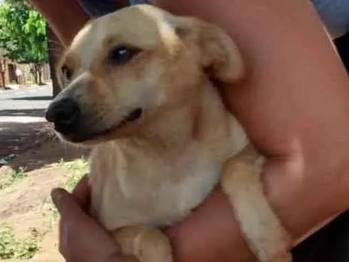 Cachorro ra a SRD idade 1 ano nome Loirinha