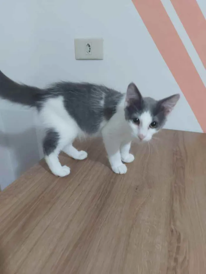 Gato ra a SRD idade 2 a 6 meses nome Cinza